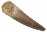 Bargain, Fossil Plesiosaur (Zarafasaura) Tooth - Morocco #215857-1